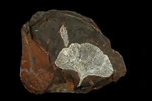 Gymnosperm Prints: Fossilised Ginko leaf (Gingko cranei), Paleocene, Morton county, North Dakota, USA