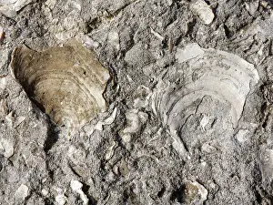 Limestone Prints: Fossilised Jurassic bivalve shells