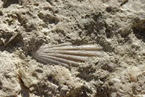 Almeria Prints: Fossilised scallop (Pectinidae) in Miocene limestone