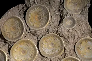 Geological Era Prints: Fossilised vertebrae of Otodus obliquus