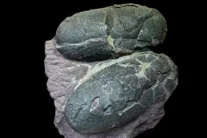 Fossils Prints: Fossilized oviraptor eggs from the Late Cretaceous period, Mongolia. May, 2023