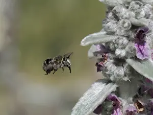 London Prints: Four-banded flower bee (Anthophora quadrimaculata) female