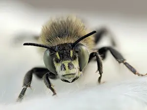 London Prints: Four-banded flower bee (Anthophora quadrimaculata) male