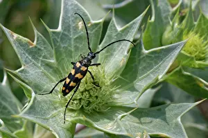 Rhinotia Prints: Four-banded longhorn beetle (Leptura quadrifasciata) nectaring on Sea holly (Eryngium maritimum)