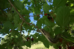 Four-lined snake (Elaphe quatuorlineata) moving along a branch of Mulberry tree, Patras