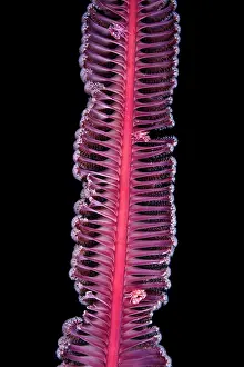 Black Background Prints: Three Four-lobed porcelain crabs (Lissoporcellana quadrilobata) resting on a red Sea pen (Scytalium sp)