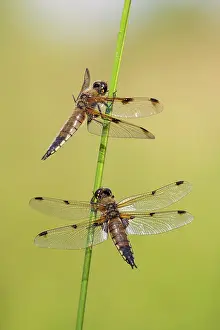 Somerset Prints: Two Four-spotted chaser dragonflies (Libellula quadrimaculata) roosting on a reed