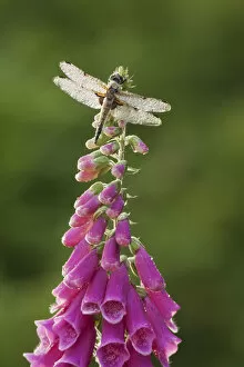 Images Dated 10th June 2011: Four-spotted chaser dragonfly (Libellula quadrimaculata) on Foxglove flowers, Westhay SWT reserve