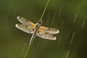 Four-spotted chaser dragonfly (Libellula quadrimaculata) in rain, Westhay SWT reserve
