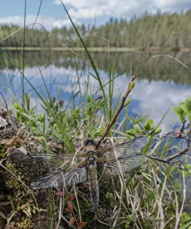 Four-spotted chaser dragonfly (Libellula quadrimaculata) just emerged. Finland, June