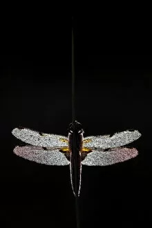 Four-spotted chaser dragonfly (Libellula quadrimaculata