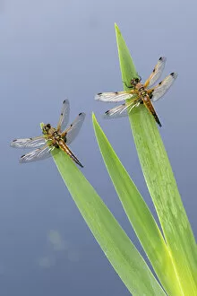 April 2021 Highlights Collection: Four-spotted chaser dragonfly (Libellula quadrimaculata), two resting on reeds