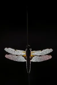 Four Spotted Libellula Prints: Four-spotted chaser dragonfly (Libellula quadrimaculata