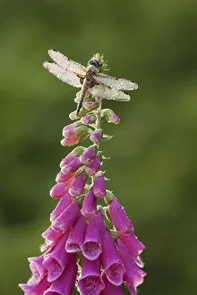 Four-spotted chaser dragonfly (Libellula quadrimaculata) on Foxglove flowers, Westhay SWT reserve
