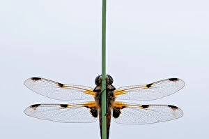 Images Dated 20th June 2011: Four-spotted chaser {Libellula quadrimaculata} dragonfly, portrait, Shapwick Nature Reserve