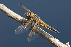 Four-spotted chaser (Libellula quadrimaculata) dragonfly, Arne RSPB reserve, Dorset