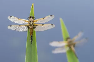 Four-spotted chaser (Libellula quadrimaculata) dragonflies resting on backlit reeds close