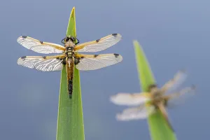 Four-spotted chaser (Libellula quadrimaculata) dragonflies resting on backlit reeds close