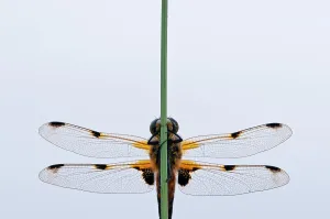 Four-spotted chaser {Libellula quadrimaculata} dragonfly, portrait, Shapwick Nature Reserve, Somerset Levels, UK, June