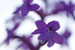 Four-spotted orchid (Orchis quadripunctata) in flower, Monte Sacro, Gargano National Park