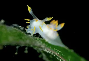 Alismatales Prints: Four-striped polycera (Polycera quadrilineata) feeding on frond of Common eelgrass (Zostera marina)