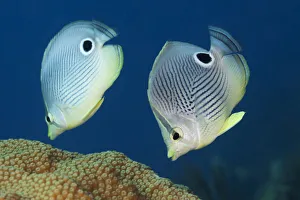 Foureye butterflyfish (Chaetodon capistratus) couple feeding on coral