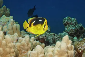 Hawaii Islands Prints: Fourspot butterflyfish (Chaetodon quadrimaculatus) swimming over coral