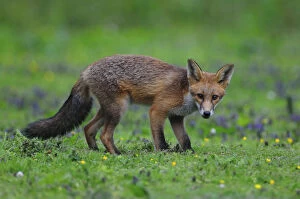 Fox cub (Vulpes vulpes) in late summer. Dorset, UK, August