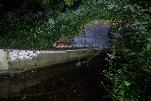 Brooks Prints: Fox (Vulpes Vulpes) using a wildlife underpass below the A64 highway and above the Rieu-tort brook at night