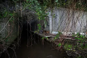 Brooks Prints: Fox (Vulpes Vulpes) using a wildlife underpass below the A87 highway and above the Lantraies brook at night