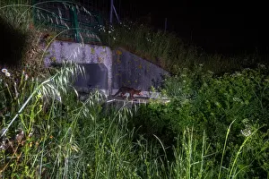 Brooks Prints: Fox (Vulpes Vulpes) using a wildlife underpass below the A87 highway and above the Natteries brook at night