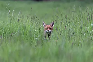 Grass Prints: Fox (Vulpes vulpes) walking through long grass, Suffolk, England, UK. May