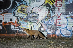 Fox (Vulpes vulpes), walking past a graffiti covered wall at night, Bristol, UK. October