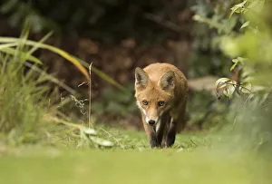 Sheffield Prints: Fox (Vulpes vulpes) young in garden, Sheffield, England, UK, August