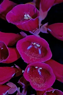 Foxglove (Digitalis purpurea), blue nectar guides and anthers, pollen and stigma fluorescing