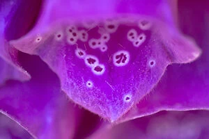 Purple Gallery: Foxglove (Digitalis purpurea) flower detail, Devon, UK. June