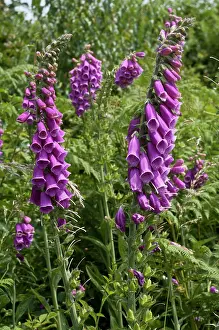 Heathland Prints: Foxgloves (Digitalis purpurea) in flower, Headley Heath, Surrey, England, UK. June