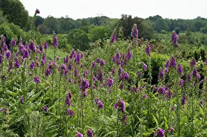 Heathland Prints: Foxgloves (Digitalis purpurea) in flower, Headley Heath, Surrey, England, UK. June