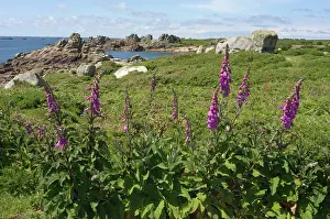 Foxglove Prints: Foxgloves (Digitalis purpurea) in flower, St Agnes, Isles of Scilly, UK. May