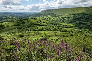 Scrophulariales Prints: Foxgloves (Digitalis purpurea) in flower looking out over the Olchon Valley from Black Hill / Cat's Back