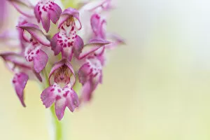 Fragrant bug orchid (Anacamptis coriophora), close up. Cyprus. April