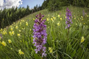 Fragrant Orchid (Gymnadenia conopsea) and Yellow Rattle (Rhinanthus sp