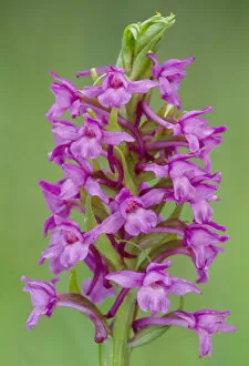 Orchidaceae Gallery: Fragrant Orchid (Gymnadenia conopsea) flowering, RSPB Insh Marshes, Cairngorms National Park