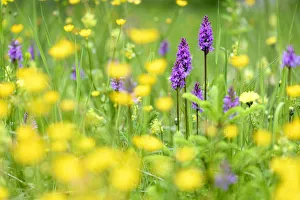 North Tyrol Prints: Fragrant orchids (Gymnadenia conopsea) amongst wildflowers in ancient alpine meadow