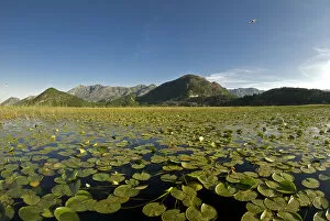 Images Dated 24th May 2008: Fragrant water lilies (Nymphaea odorata) on Lake Skadar, Lake Skadar National Park