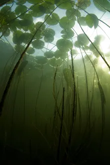 Fragrant water lilies (Nymphaea odorata) growing in Lake Skadar, Montenegro, May 2008