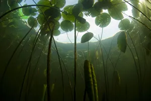 Lotus Prints: Fragrant water lilies (Nymphaea odorata) in Lake Skadar, Montenegro, May 2008
