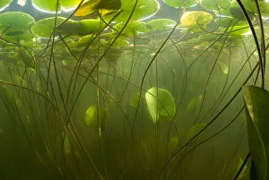 Fragrant water lilies (Nymphaea odorata) in Lake Skadar, Montenegro, May 2008