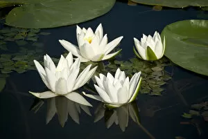 Images Dated 24th May 2008: Fragrant water lily (Nymphaea odorata) flowers on Lake Skadar, Lake Skadar National Park