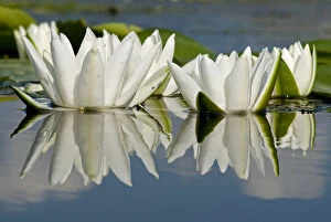 Images Dated 24th May 2008: Fragrant water lily (Nymphaea odorata) flowers on Lake Skadar, Lake Skadar National Park